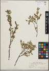 Foto von Salix hastata L. x Salix repens L.